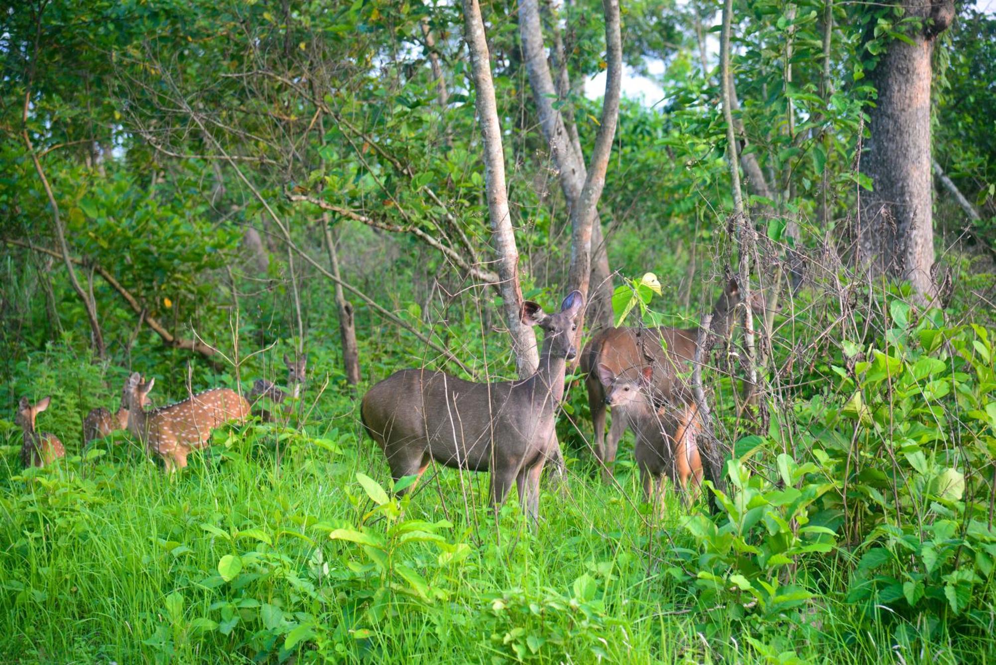 Greenland Safari, Sauraha Exteriör bild