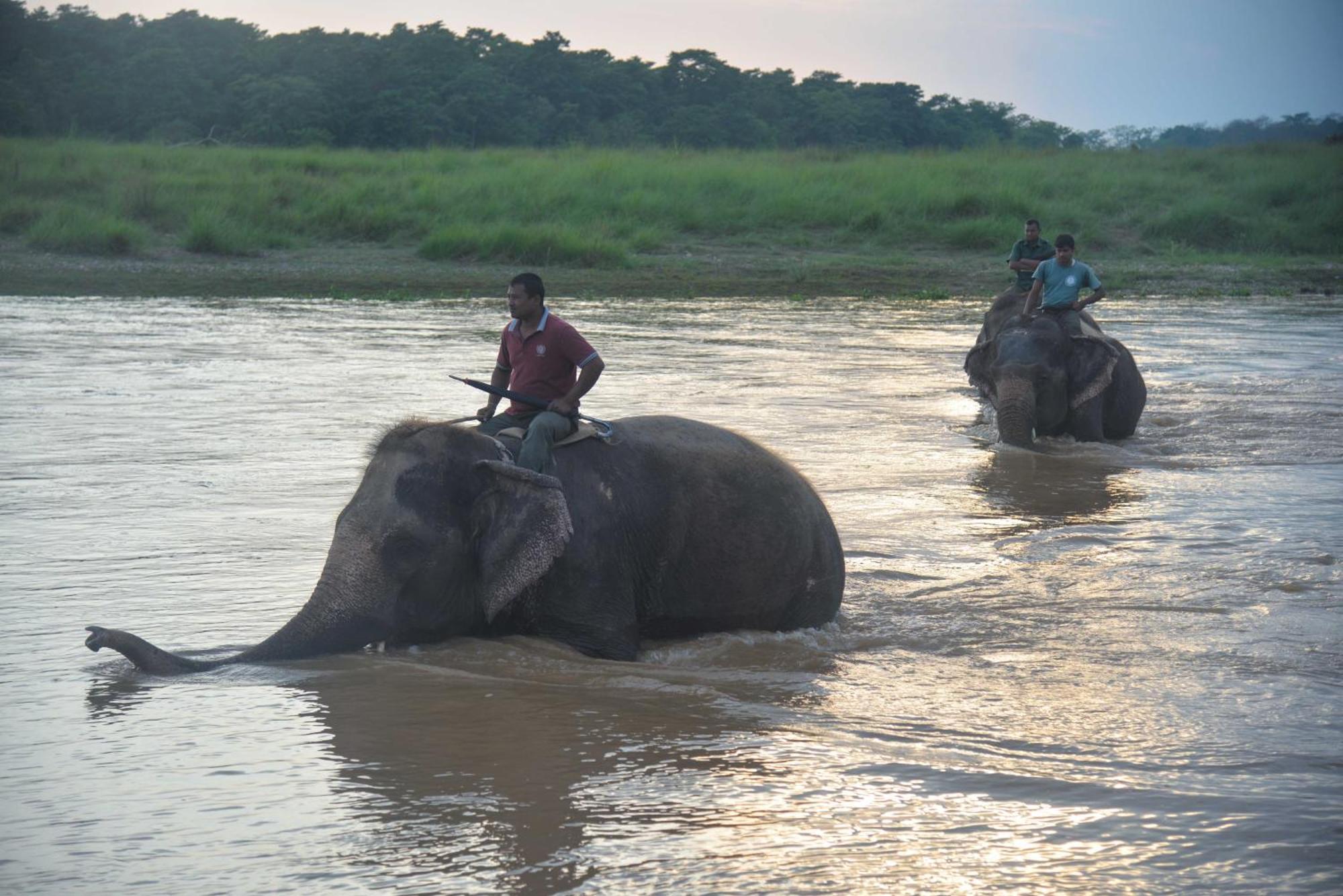 Greenland Safari, Sauraha Exteriör bild